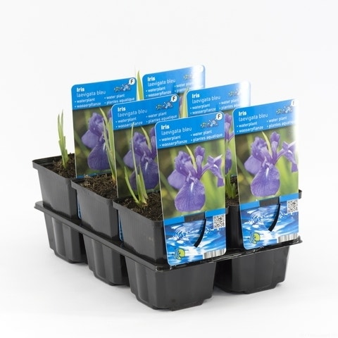  Japanse Iris (Iris Laevigata)