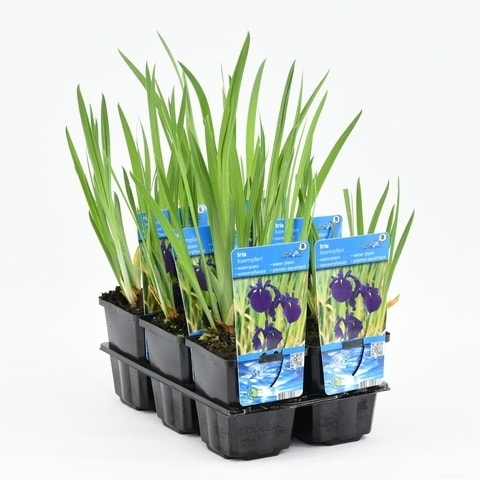  Japanse Iris (Iris Laevigata)