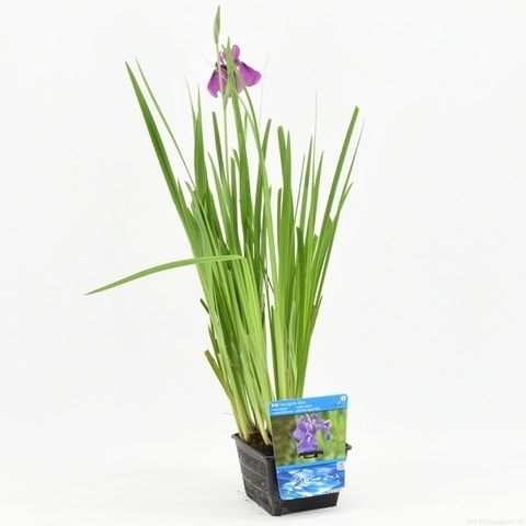  Japanse Iris (Iris Laevigata)