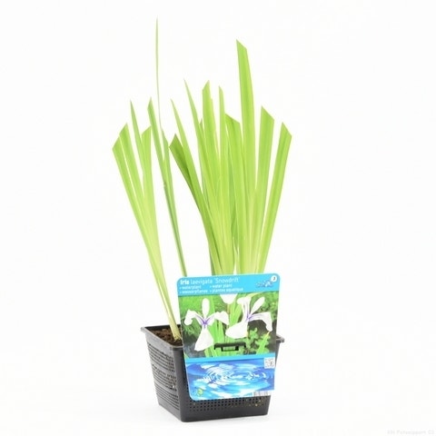  Japanse Iris (Iris Laevigata 'Snowdrift')