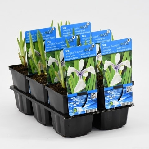  Japanse Iris (Iris Laevigata 'Snowdrift')