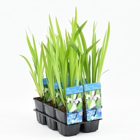  Japanse Iris (Iris Laevigata 'Snowdrift')