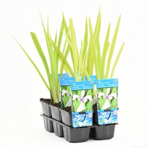  Japanse Iris (Iris Laevigata 'Snowdrift')