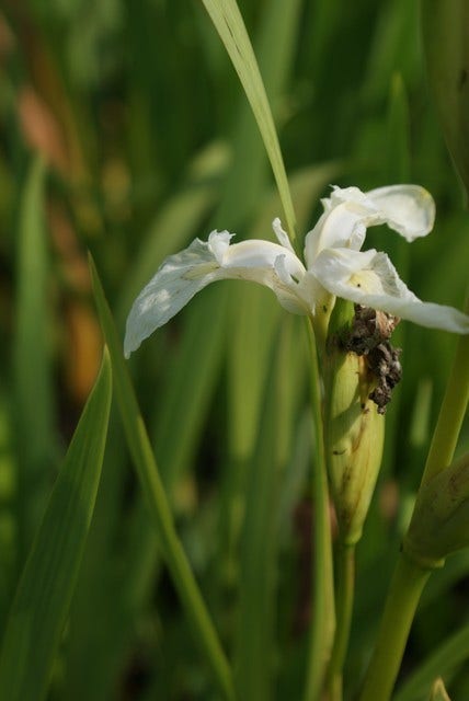  Gele Lis (Iris Pseudacorus)