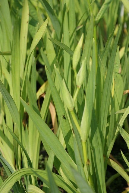  Gele Lis (Iris Pseudacorus)
