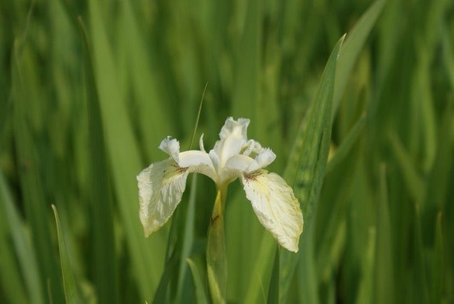  Gele Lis (Iris Pseudacorus)
