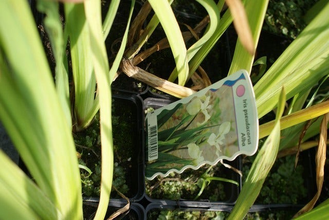  Gele Lis (Iris Pseudacorus)