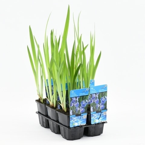  Iris (Iris Setosa)