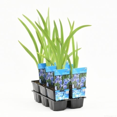  Iris (Iris Setosa)