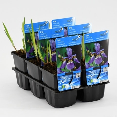  Siberische Lis (Iris Sibirica)