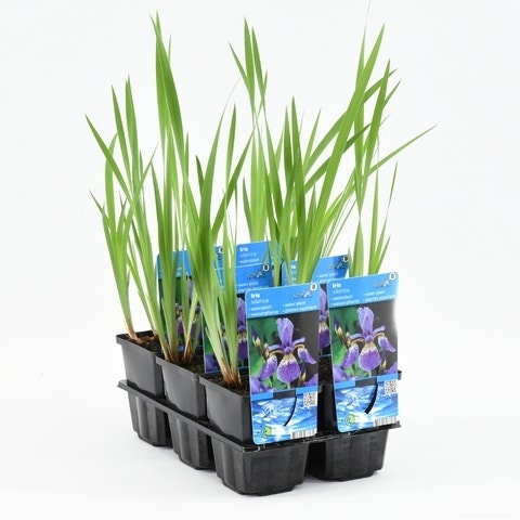  Siberische Lis (Iris Sibirica)