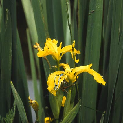 Gele Lis (Iris Pseudacorus)