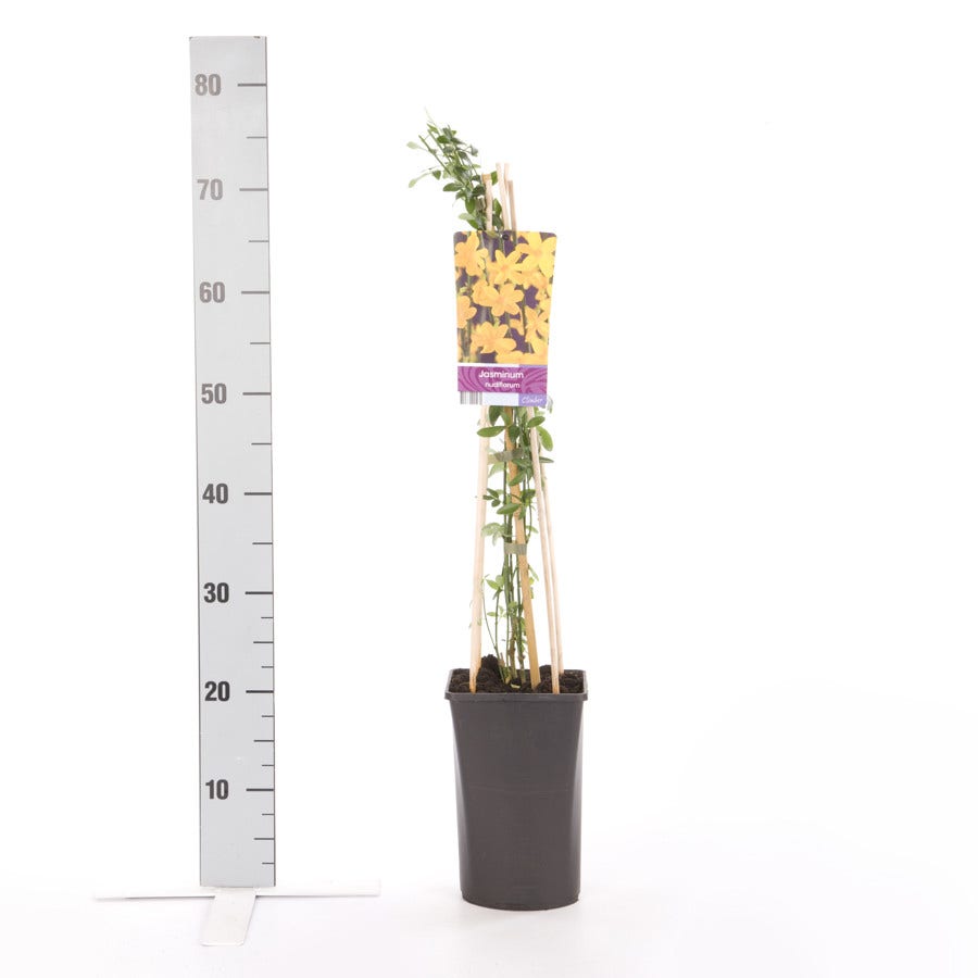  Winterjasmijn (Jasminum Nudiflorum)
