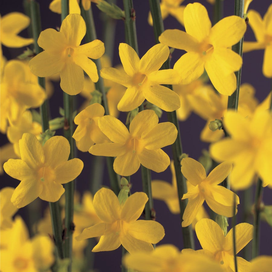  Winterjasmijn (Jasminum Nudiflorum)