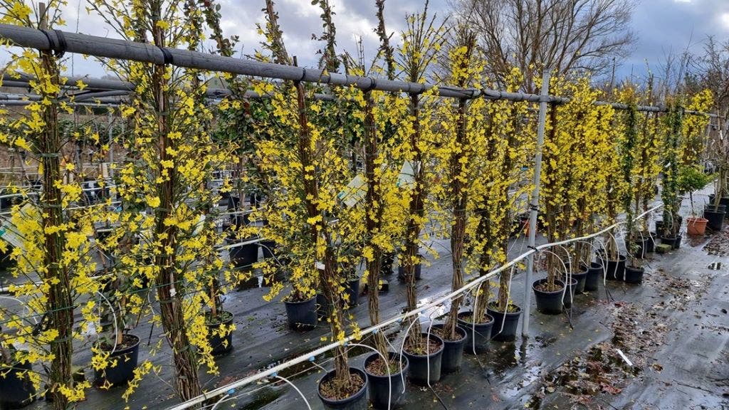  Winterjasmijn (Jasminum Nudiflorum)