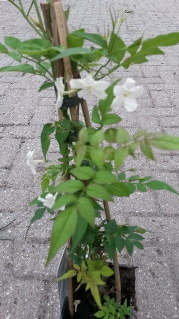  Jasmijn (Jasminum Officinale)