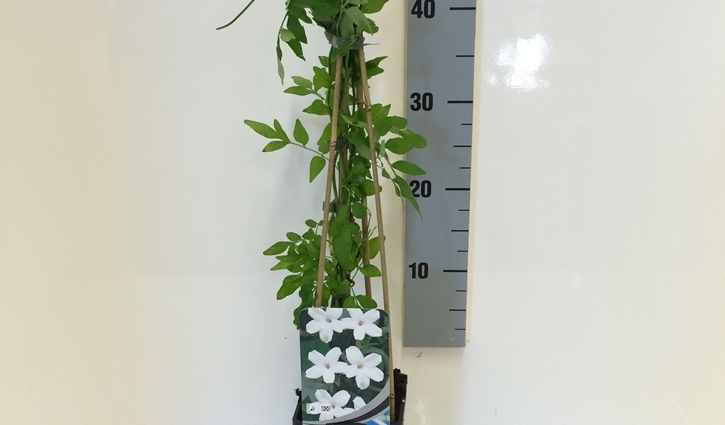  Jasmijn (Jasminum Officinale)