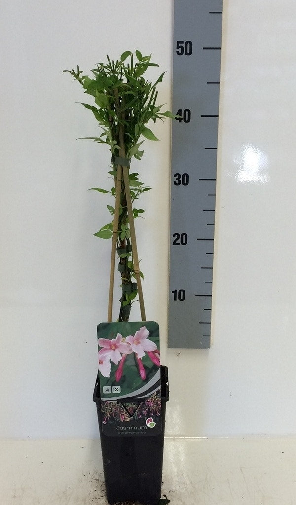  Roze Jasmijn (Jasminum Stephanense)