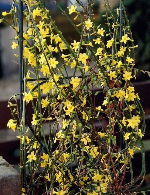  Winterjasmijn (Jasminum Nudiflorum)