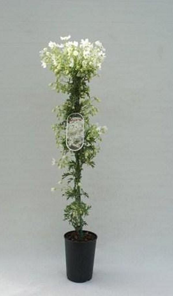  Bosrank (Clematis 'Joe')