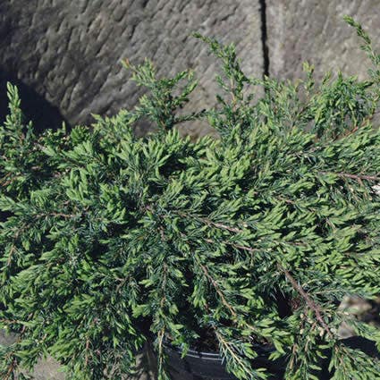  Jeneverbes (Juniperus Communis 'Repanda')