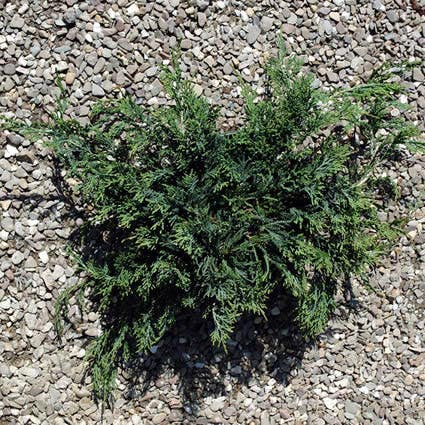  Jeneverbes (Juniperus Horizontalis 'Wiltonii')