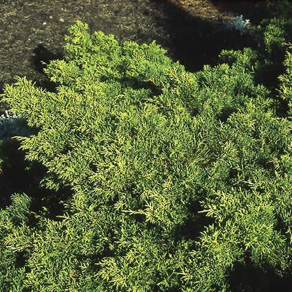  Jeneverbes (Juniperus Media 'Old Gold')