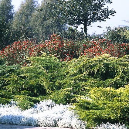  Jeneverbes (Juniperus Media 'Pfitzeriana Aurea')