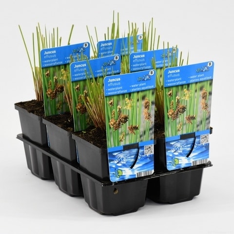  Pitrus (Juncus Effusus)