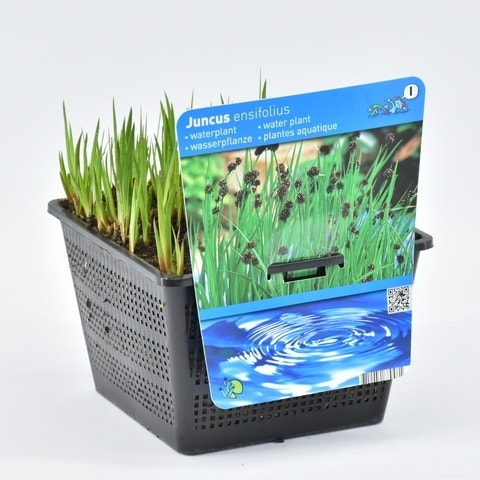  Zwaardrus (Juncus Ensifolius)