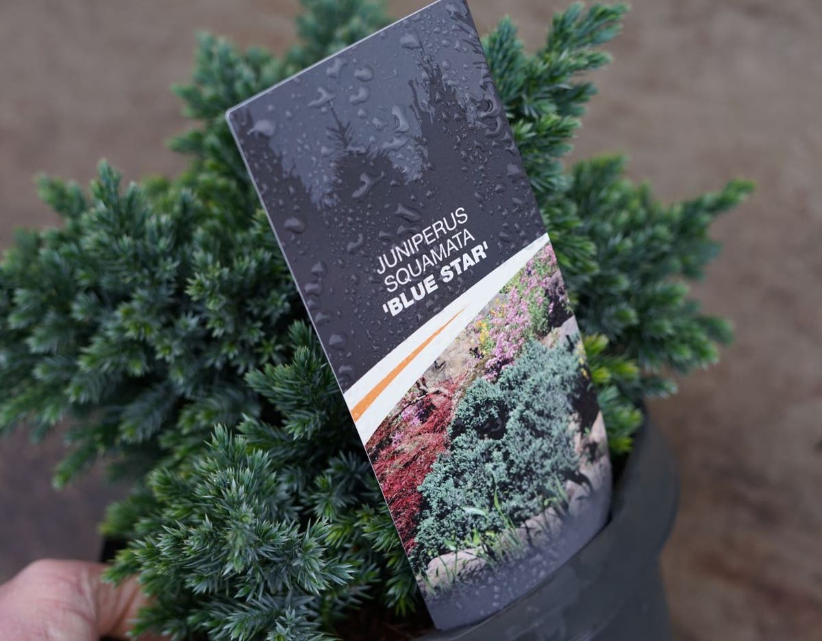  Jeneverbes (Juniperus Squamata 'Blue Star')