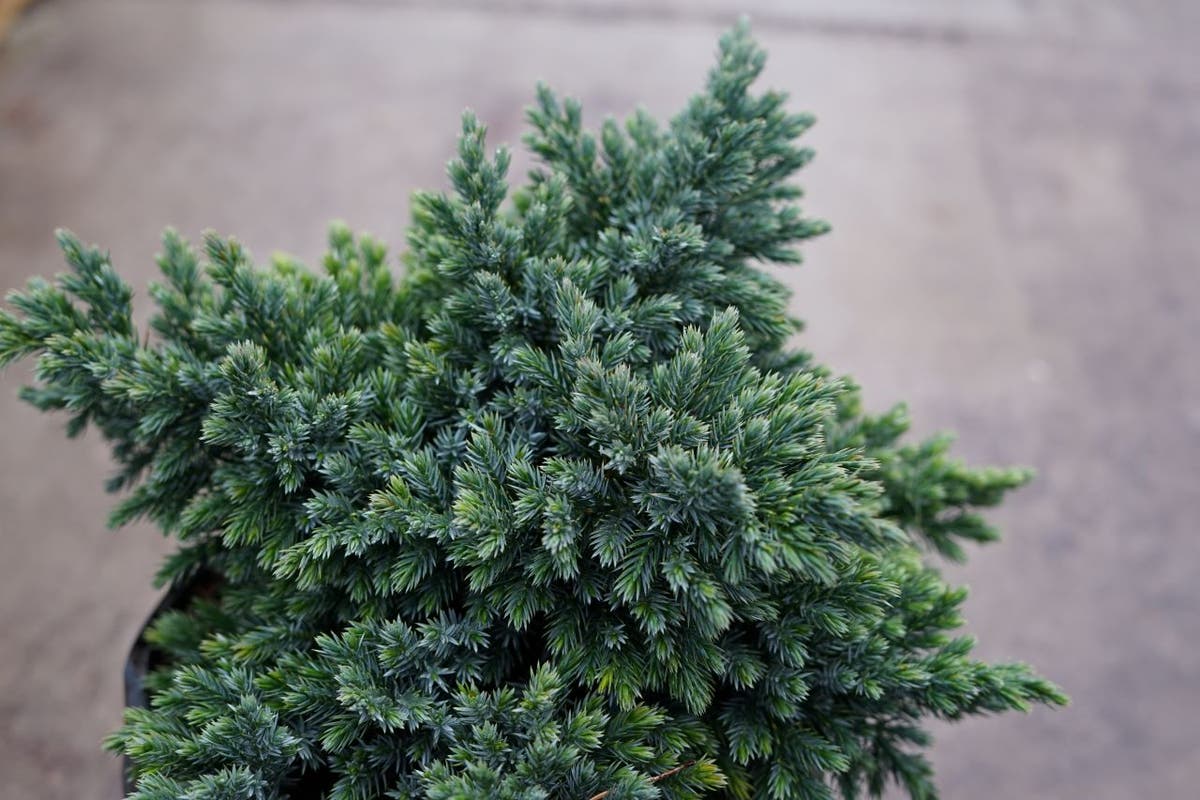  Jeneverbes (Juniperus Squamata 'Blue Star')