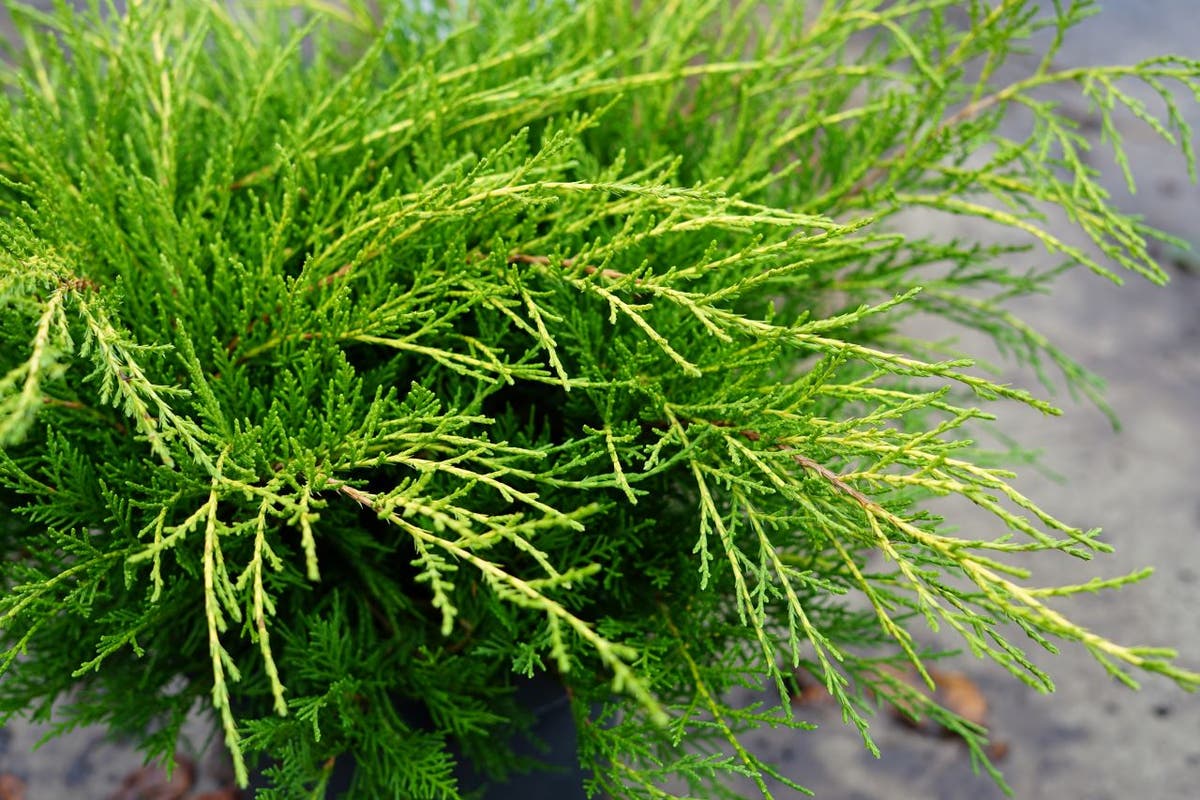  Jeneverbes (Juniperus Media 'Old Gold')