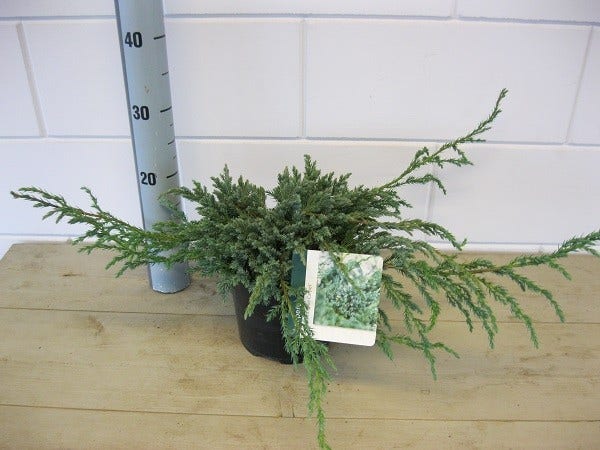  Jeneverbes (Juniperus Squamata 'Blue Carpet')