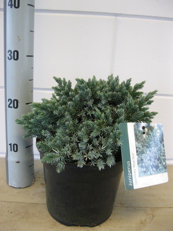  Jeneverbes (Juniperus Squamata 'Blue Star')