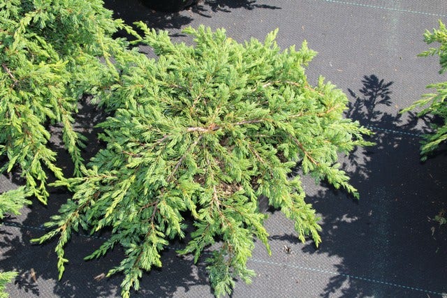  Jeneverbes (Juniperus Communis 'Repanda')