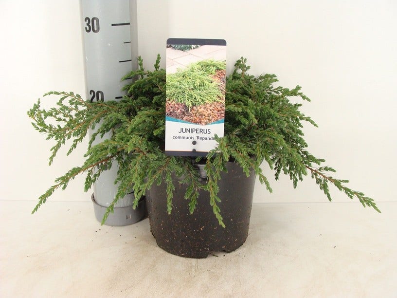  Jeneverbes (Juniperus Communis 'Repanda')