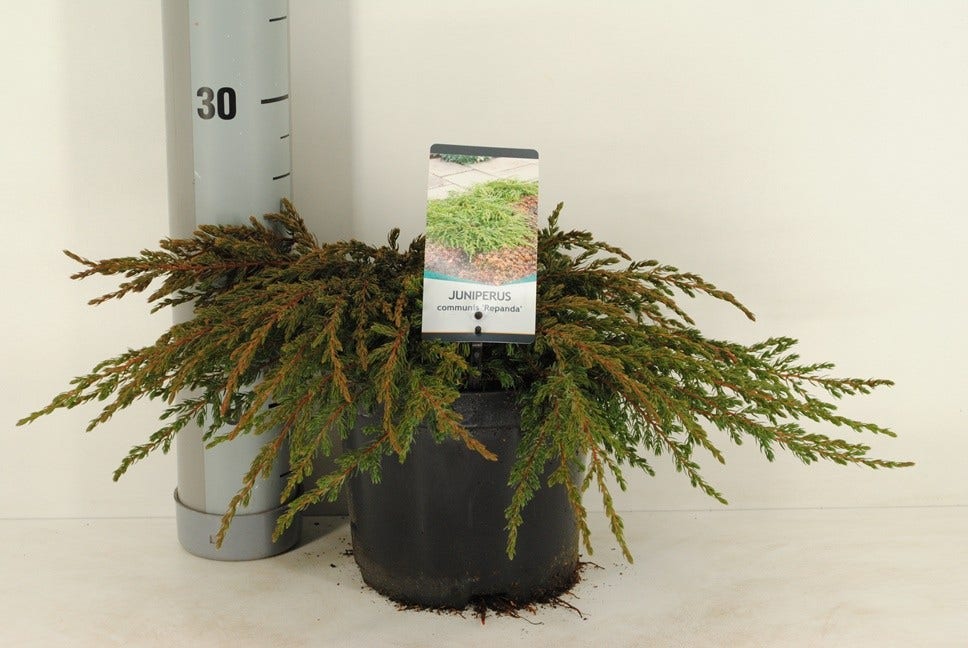  Jeneverbes (Juniperus Communis 'Repanda')