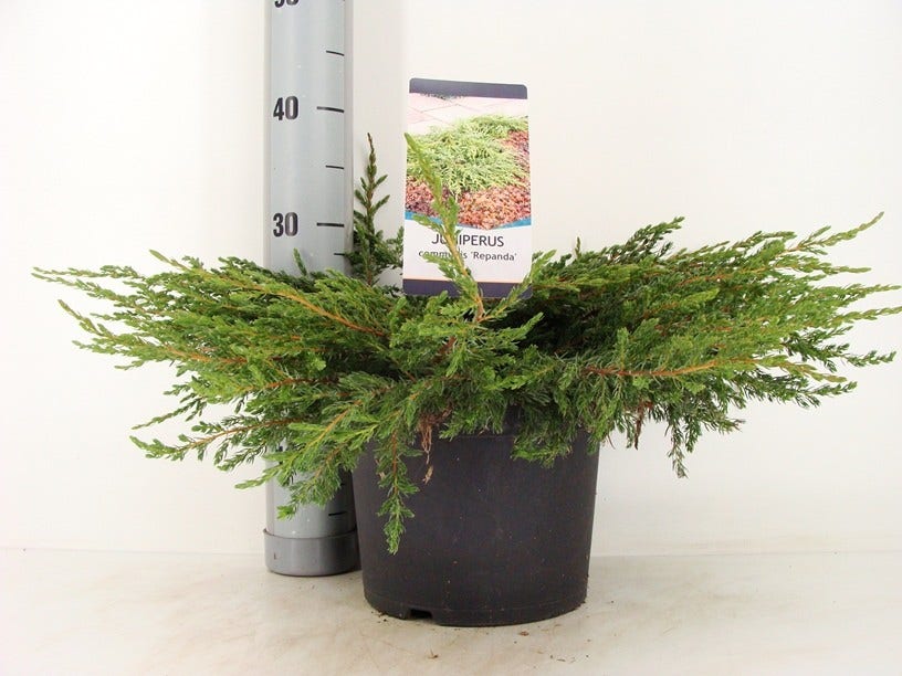  Jeneverbes (Juniperus Communis 'Repanda')