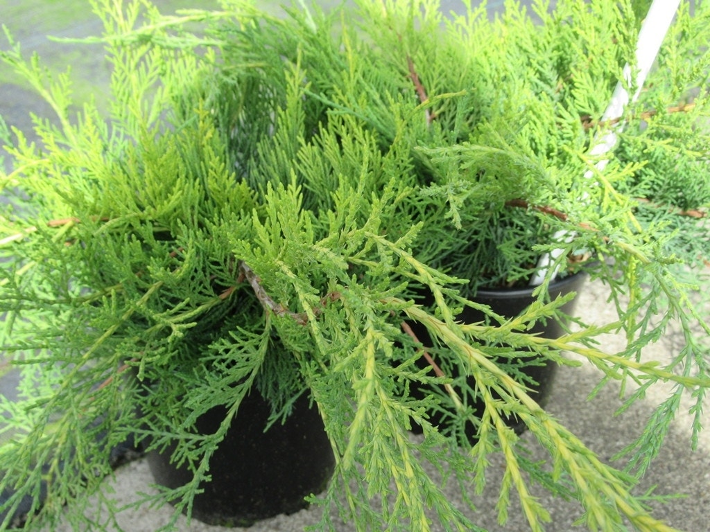  Jeneverbes (Juniperus Media 'Old Gold')