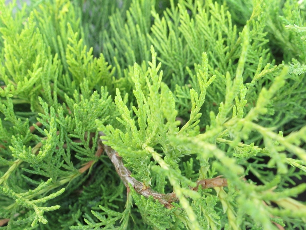  Jeneverbes (Juniperus Media 'Old Gold')