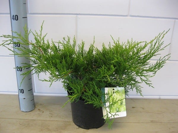  Jeneverbes (Juniperus Media 'Old Gold')