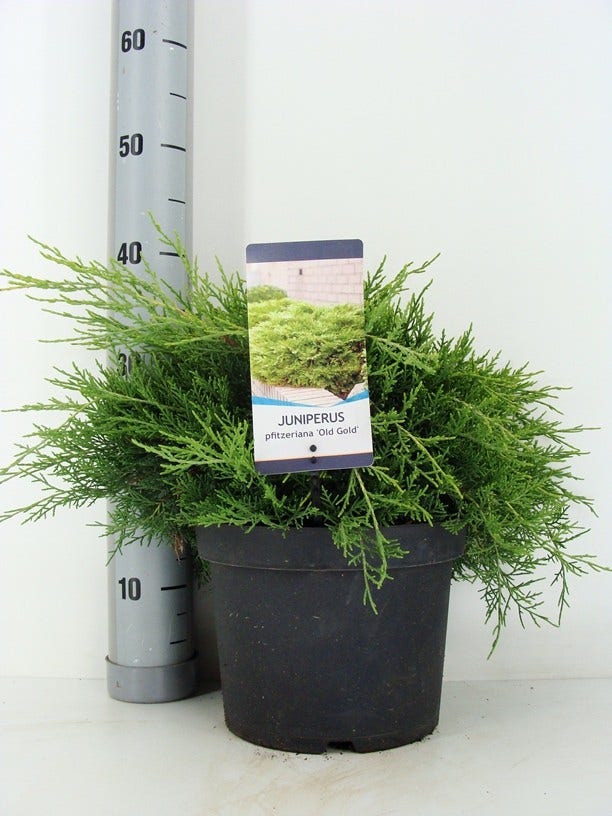  Jeneverbes (Juniperus Media 'Old Gold')