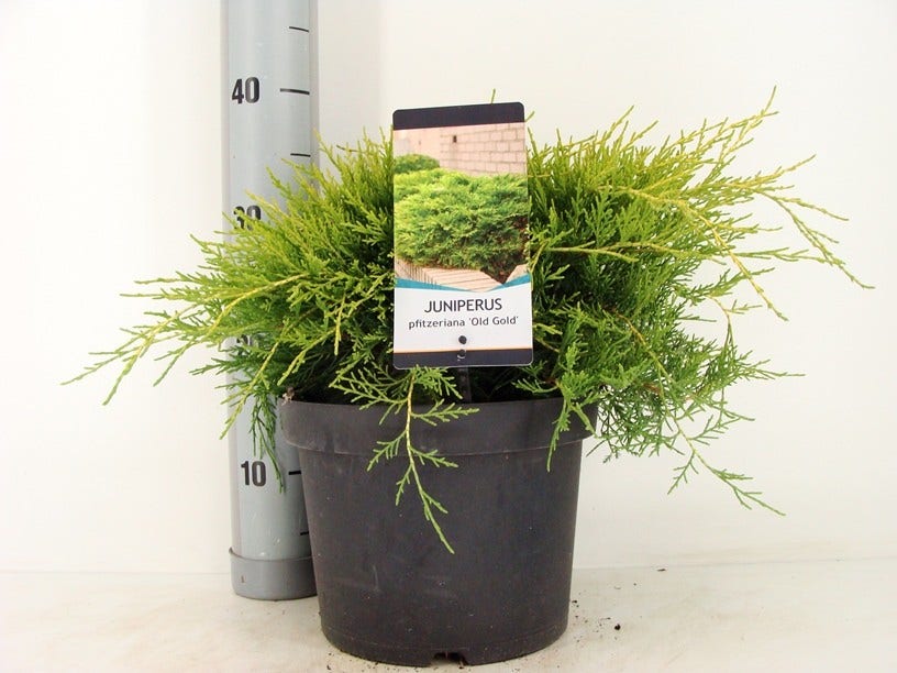  Jeneverbes (Juniperus Media 'Old Gold')