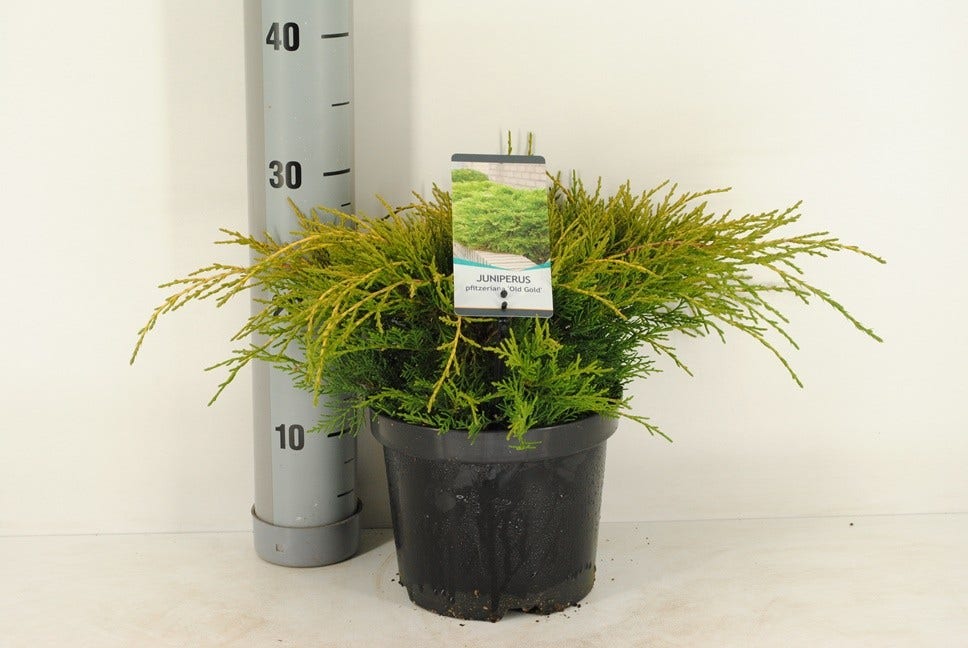  Jeneverbes (Juniperus Media 'Old Gold')