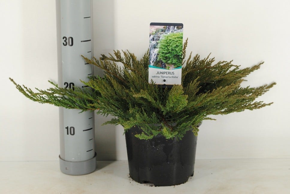  Sevenboom (Juniperus Sabina 'Tamariscifolia')