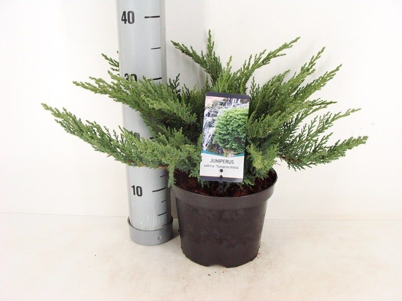  Sevenboom (Juniperus Sabina 'Tamariscifolia')