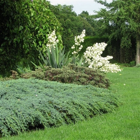  Jeneverbes (Juniperus Squamata 'Blue Carpet')