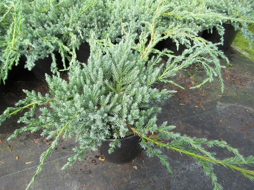  Jeneverbes (Juniperus Squamata 'Blue Carpet')