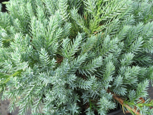  Jeneverbes (Juniperus Squamata 'Blue Carpet')